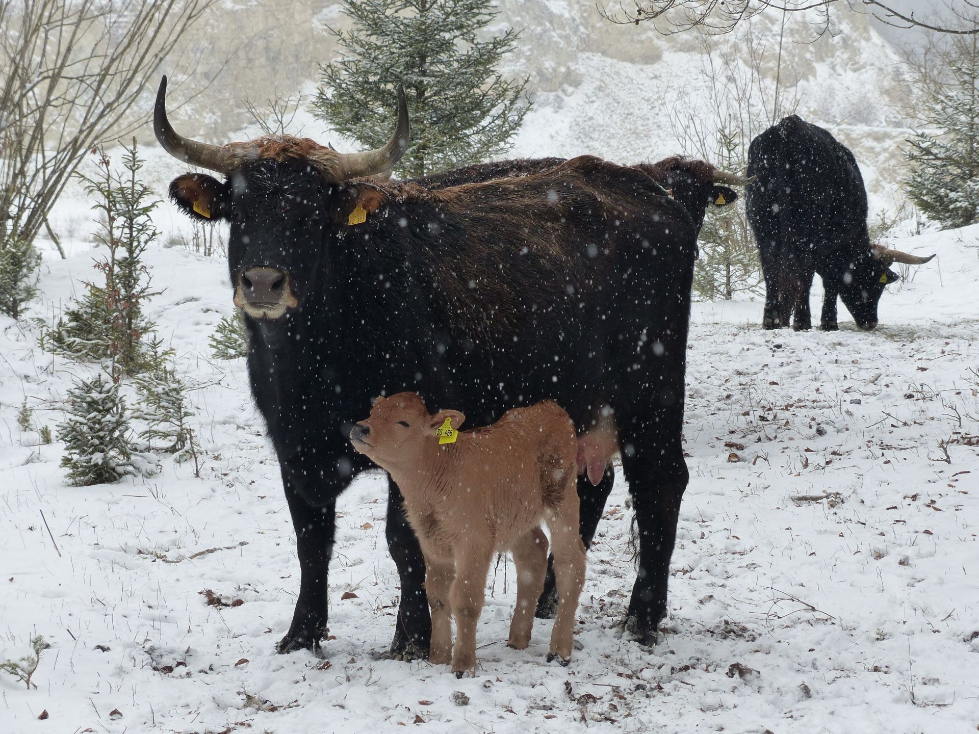 Taurusrinder in einem winterlichen Steinbruch