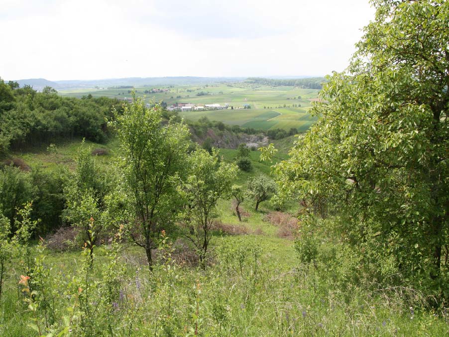 Eine grüne Landschaft mit Bäumen.